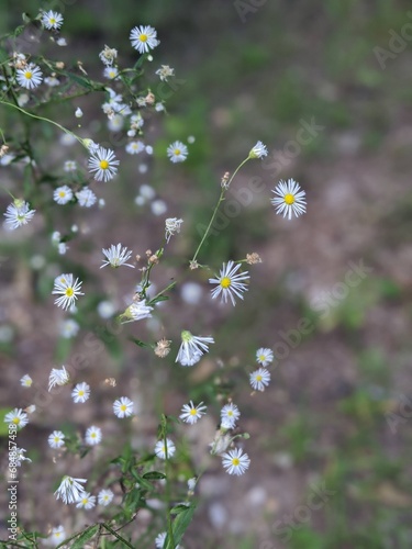 Little White Flowers