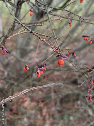 red berries in the snow