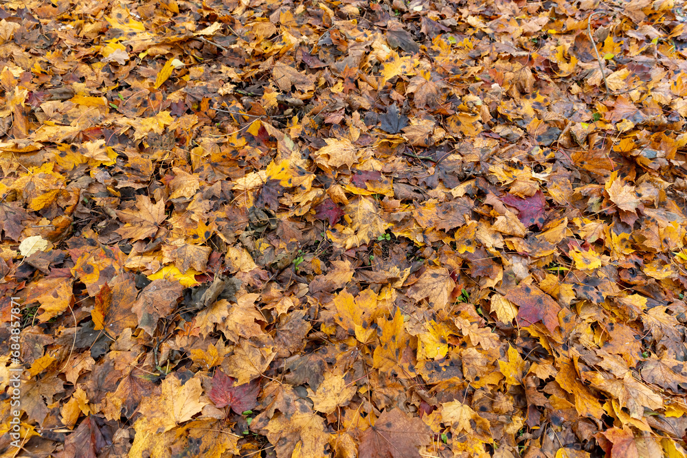 maple in autumn in cloudy weather maple in autumn in cloudy weather