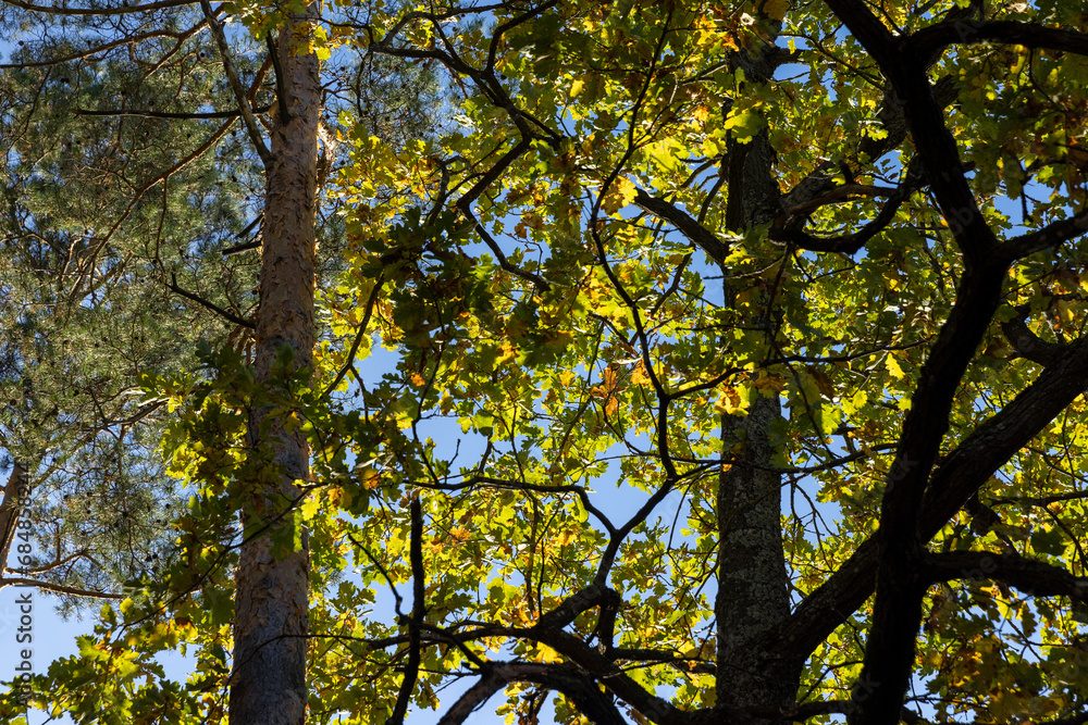 Oak tree in autumn leaf fall in sunny weather Oak tree in autumn leaf fall in sunny weather