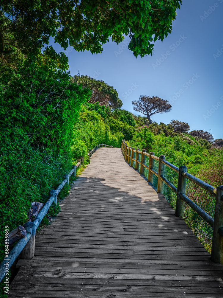 Wooden walkway in lush forest in Boulders Beach, Cape Town, South Africa Wooden walkway in lush forest in Boulders Beach, Cape Town, South Africa