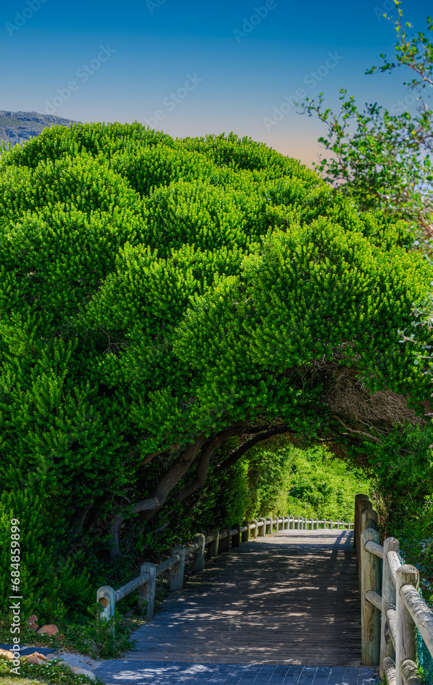 Walkway covered uner trees in Boulders Beach, Cape Town, South Africa Walkway covered uner trees in Boulders Beach, Cape Town, South Africa