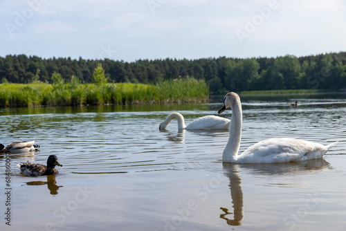 white adult swans feed in sunny weather