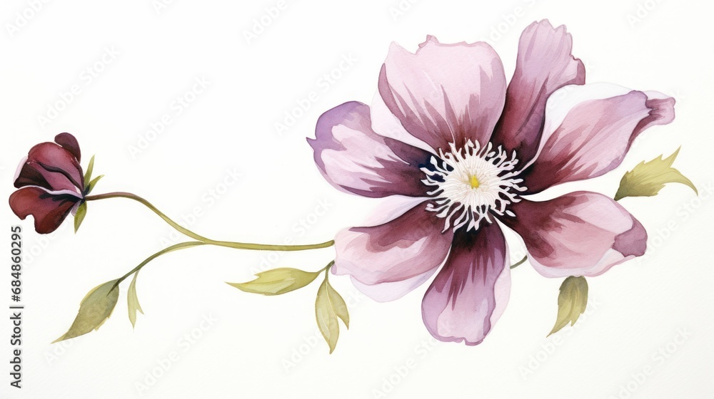 Watercolor Sketch of Chocolate Cosmos on White Background AI Generated