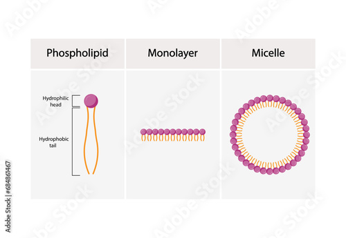 Micelle Structure, Soap Molecule, Micelle Formation. Vector illustration.	