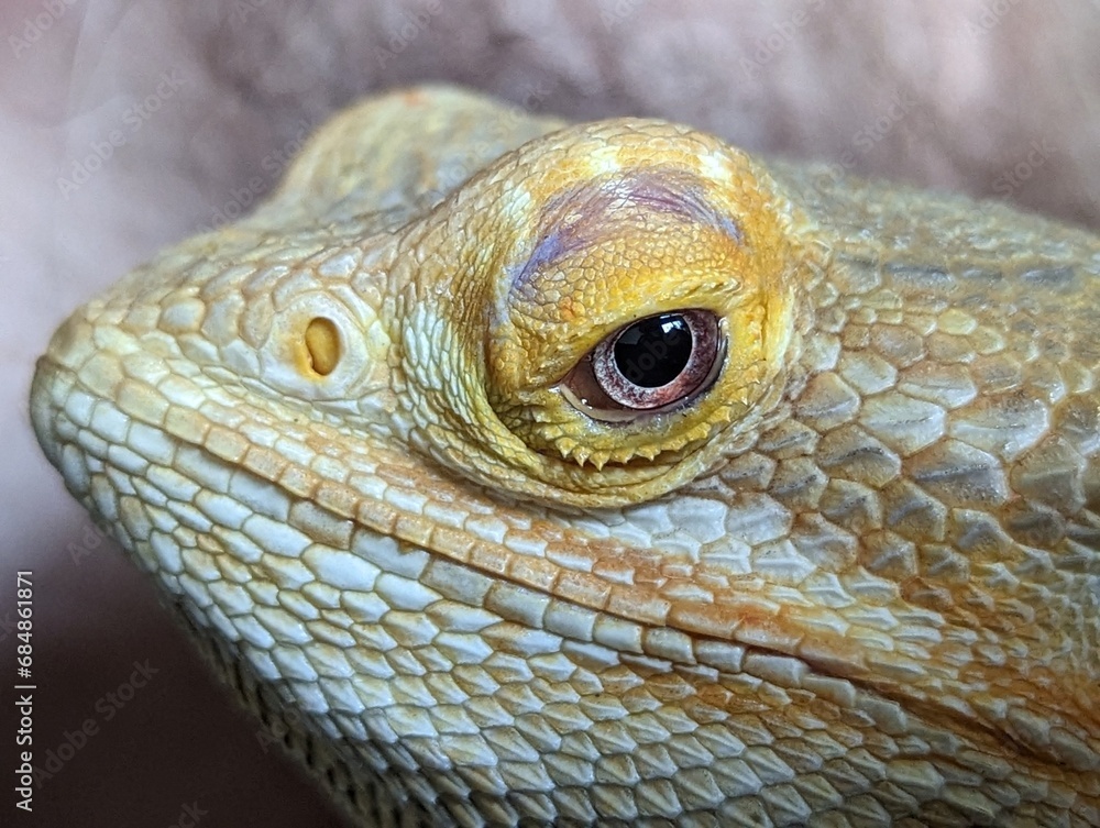 Fototapeta premium bearded dragon lizard