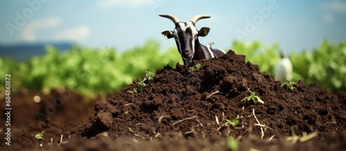 Organic fertilizer made from goat dung photo