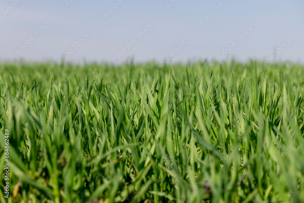 a new wheat crop in the spring season, new sprouts a new wheat crop in the spring season, new sprouts