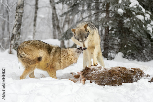 Grey Wolf (Canis lupus) Licks at Face of Packmate Over Deer Body Winter © hkuchera