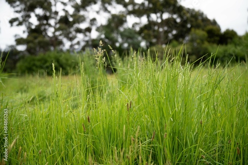 Pasture on a farm in Australia. Spring grass growth © William