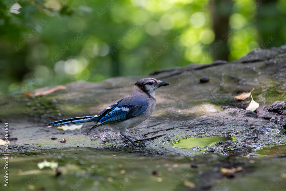 Blue Jay (Cyanocitta cristata): Vivid Elegance in North American Woodlands Blue Jay (Cyanocitta cristata): Vivid Elegance in North American Woodlands