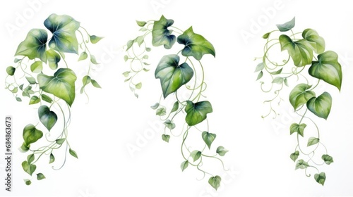 Fotografia Set of Three Watercolor Ivy Vine Leaves Cascading AI Generated