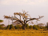 Old and dry acacia tree without green leafs