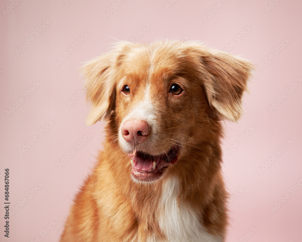 Gentle dog, serene pastel backdrop. A Nova Scotia Duck Tolling Retriever offers a soft gaze in a studio with a rosy background