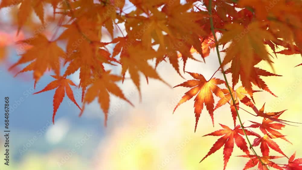 風に揺れるカエデの紅葉のフィックス クローズアップ 風に揺れるカエデの紅葉のフィックス クローズアップ