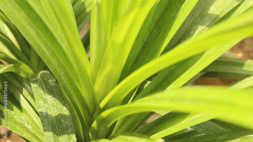 Close View of Pandan Leaf: Green texture Close View of Pandan Leaf: Green texture