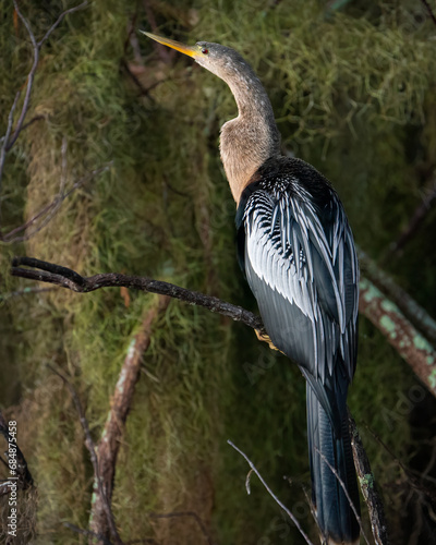 Photos An anhinga perched among the trees of the marsh.