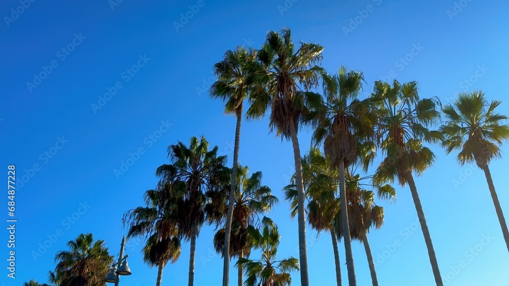 Palm trees at the beach - travel photography Palm trees at the beach - travel photography