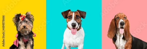 Banner of cute funny dogs on color background © BillionPhotos.com