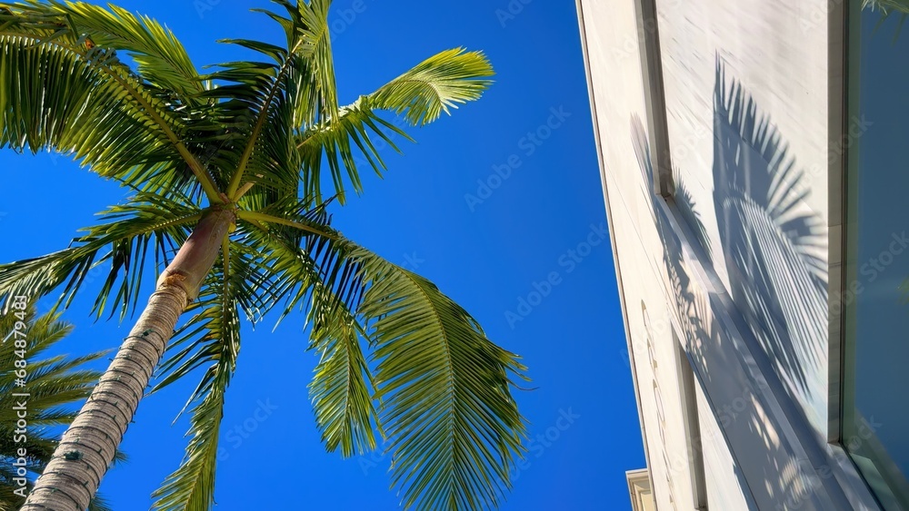 Fototapeta premium Palm trees at Rodeo Drive in Beverly Hills - travel photography
