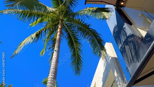 Palm trees at Rodeo Drive in Beverly Hills - travel photography