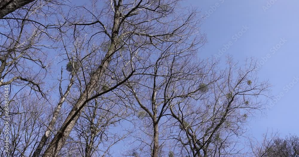 Branches of deciduous trees in the park in spring sunny weather, different types of trees in a mixed park in spring Branches of deciduous trees in the park in spring sunny weather, different types of trees in a mixed park in spring