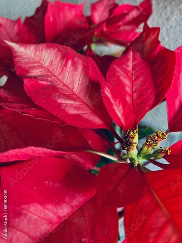 red poinsettia christmas background