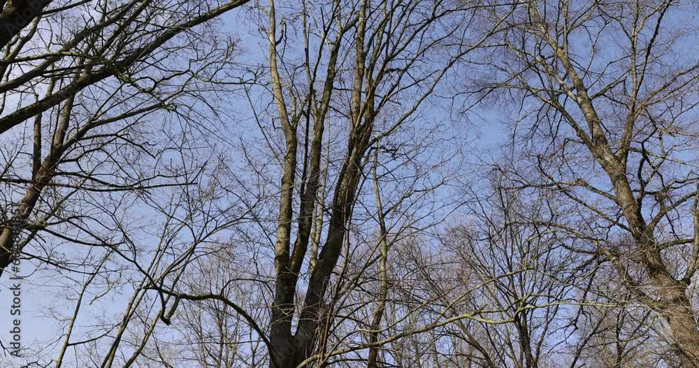 trees of different varieties in the spring season , bare deciduous trees in the warm spring season trees of different varieties in the spring season , bare deciduous trees in the warm spring season