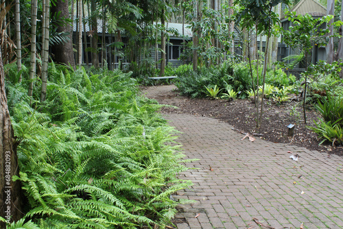 Brick path and ferns at the Tondoon Botanic Gardens in Gladstone, Queensland, Australia photo