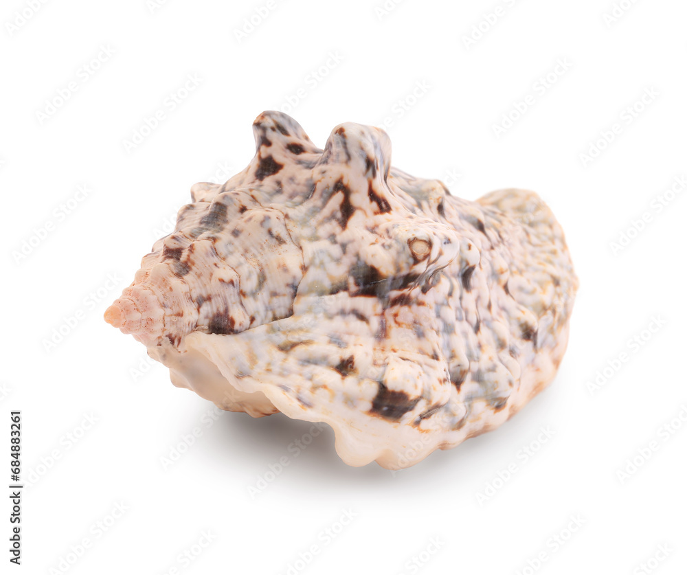 Beautiful seashell isolated on white. Beach object Beautiful seashell isolated on white. Beach object