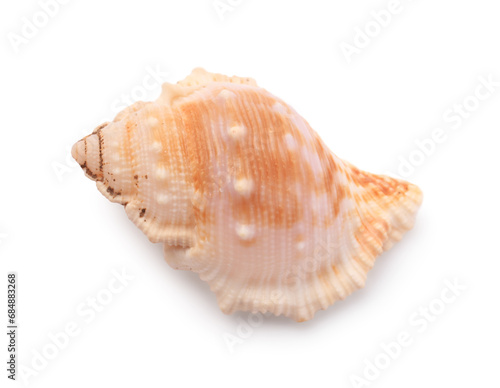 Beautiful seashell isolated on white. Beach object