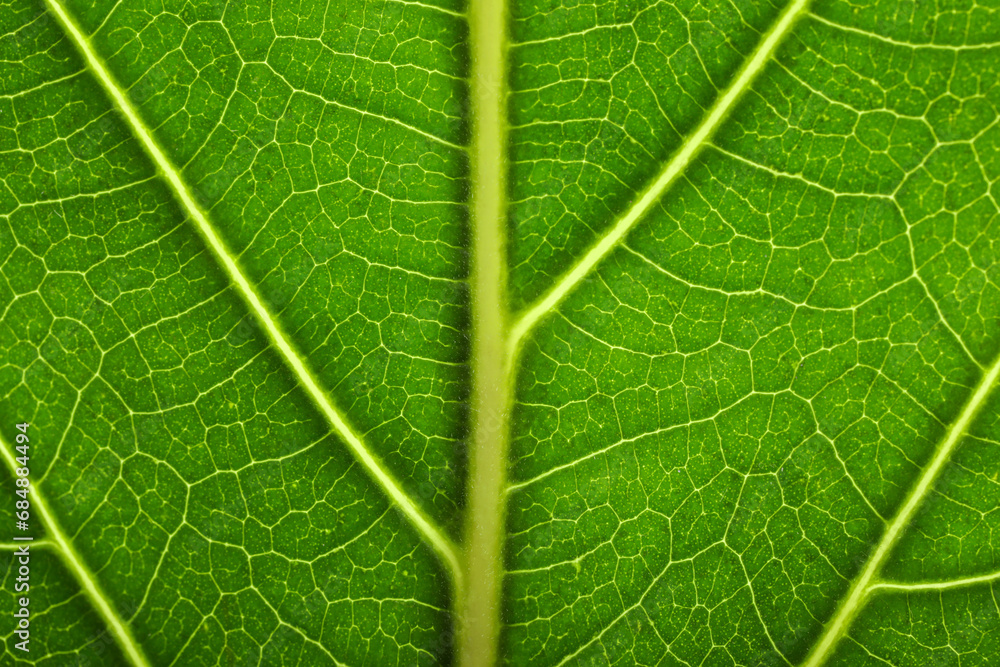 Texture of green leaf as background, macro photo Texture of green leaf as background, macro photo