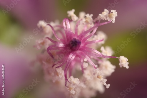 Beautiful violet Malva flower as background  macro view