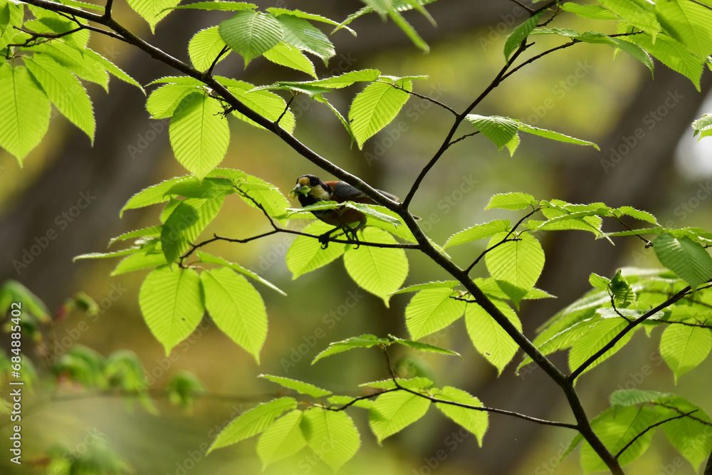 口いっぱいに虫をくわえるヤマガラ 口いっぱいに虫をくわえるヤマガラ