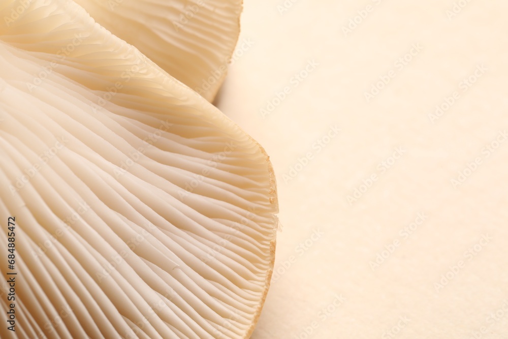 Fresh oyster mushrooms on beige background, macro view. Space for text Fresh oyster mushrooms on beige background, macro view. Space for text