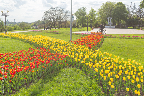 Fototapeta Naklejka Na Ścianę i Meble -  red and yellow flower bed in Chernihiv Dytynets Park