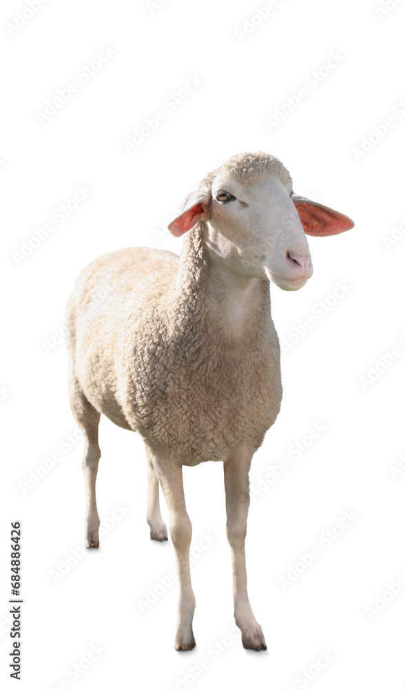 Cute sheep isolated on white. Farm animal Cute sheep isolated on white. Farm animal