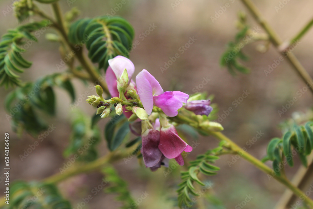 Obraz premium Pink flower on a Swainsona plant in a garden