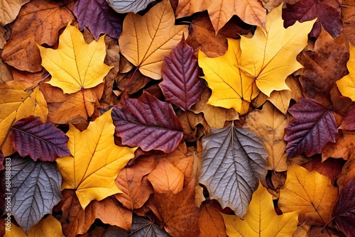 Vibrant Fall Colors  Cozy Autumn Leaves Wallpaper