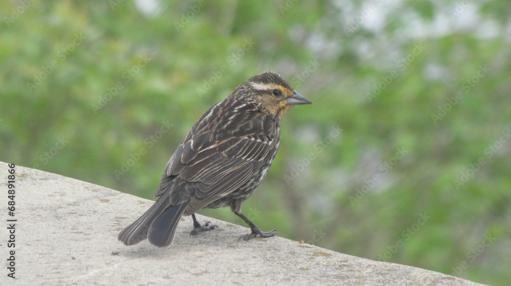 Fototapeta premium female red-winged blackbird perched