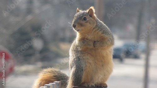 squirrel in the park