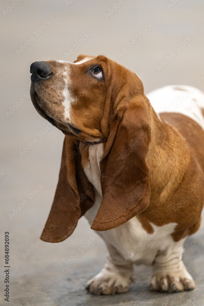 Basset hound looking up lovingly