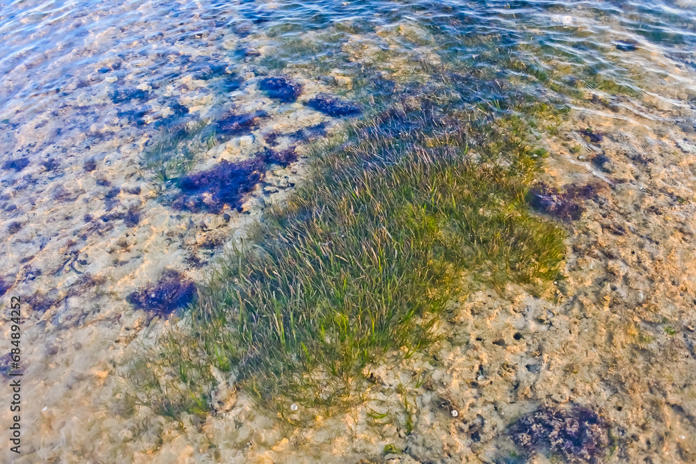 close-up view of coral reefs on the coast