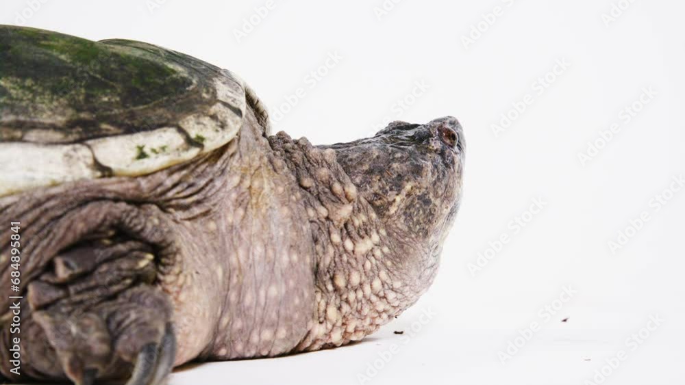 Side profile snapping turtle on white background Side profile snapping turtle on white background