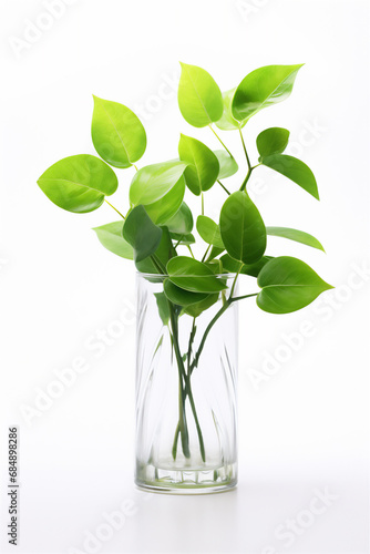 flower in glass vase in close up isolated on white background, soft light.