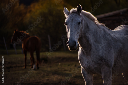 Fototapeta Naklejka Na Ścianę i Meble -  wild Horses in Patagonia Argentina