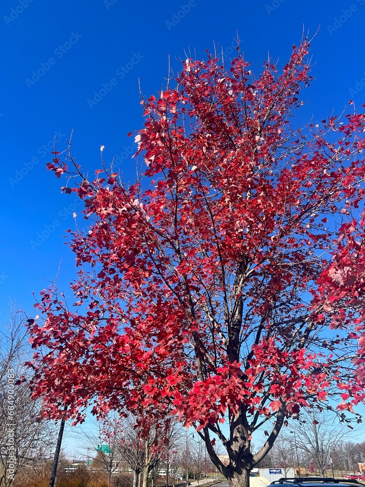 autumn in Virginia