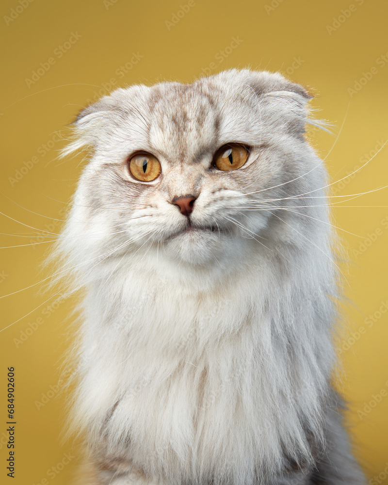 A serene Scottish Fold cat exhibits its unique folded ears and plush white coat, set against a contrasting yellow backdrop. 