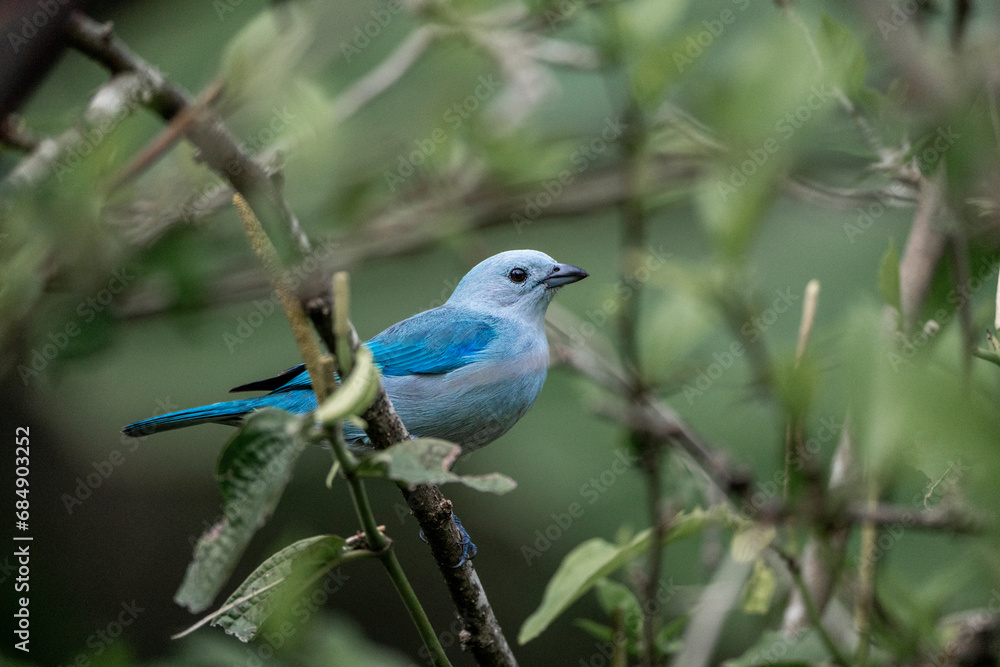 cute little blue bird sitting in tree cute little blue bird sitting in tree