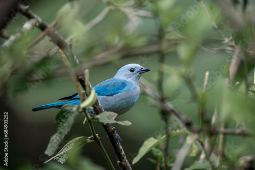 cute little blue bird sitting in tree